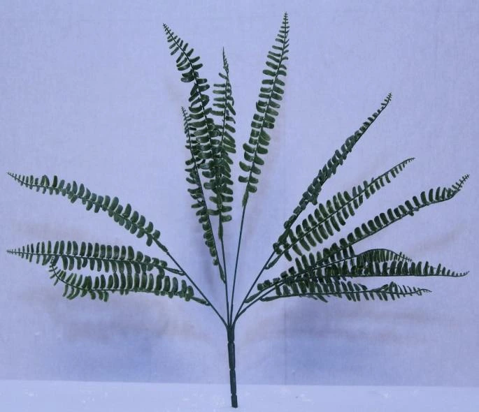 Ghoda Palm